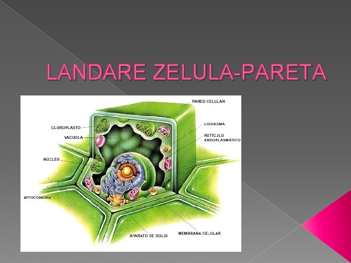 LANDARE ZELULA-PARETA 