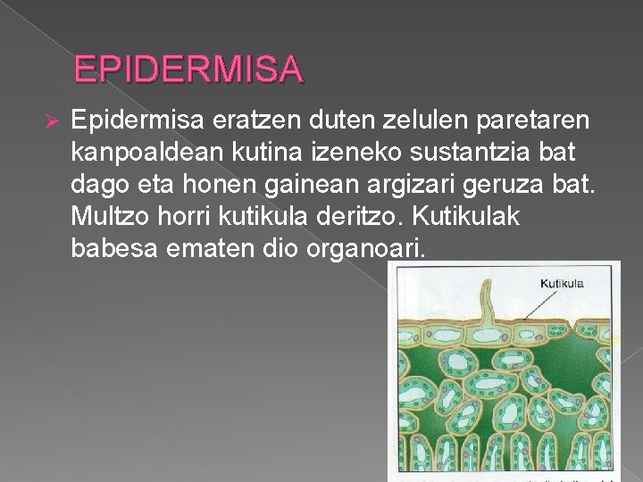 EPIDERMISA Ø Epidermisa eratzen duten zelulen paretaren kanpoaldean kutina izeneko sustantzia bat dago eta