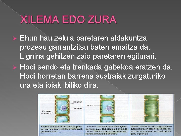 XILEMA EDO ZURA Ehun hau zelula paretaren aldakuntza prozesu garrantzitsu baten emaitza da. Lignina