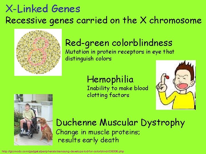 X-Linked Genes Recessive genes carried on the X chromosome Red-green colorblindness Mutation in protein