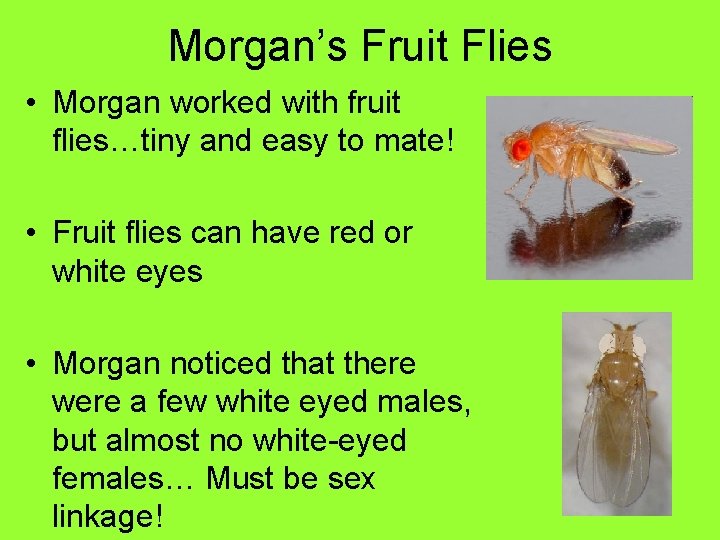 Morgan’s Fruit Flies • Morgan worked with fruit flies…tiny and easy to mate! •