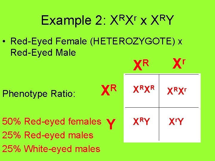 Example 2: XRXr x XRY • Red-Eyed Female (HETEROZYGOTE) x Red-Eyed Male r R