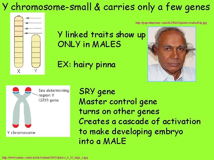 Y chromosome-small & carries only a few genes http: //pageofmystery. com/ALPHAS/genetics/earhairbig. jpg Y linked