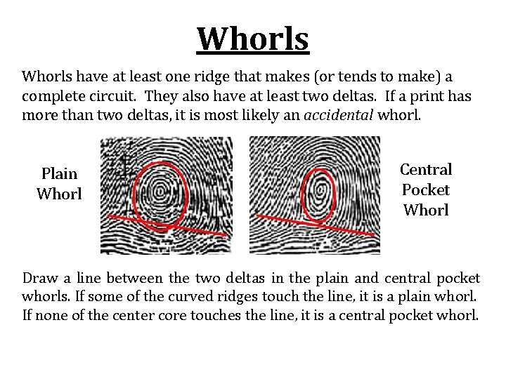 Whorls have at least one ridge that makes (or tends to make) a complete