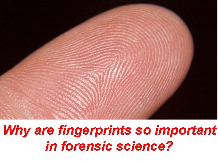 Why are fingerprints so important in forensic science? 