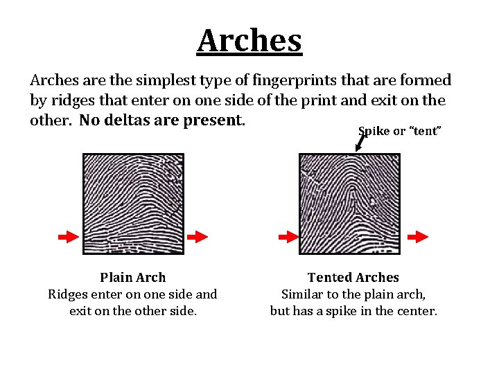 Arches are the simplest type of fingerprints that are formed by ridges that enter