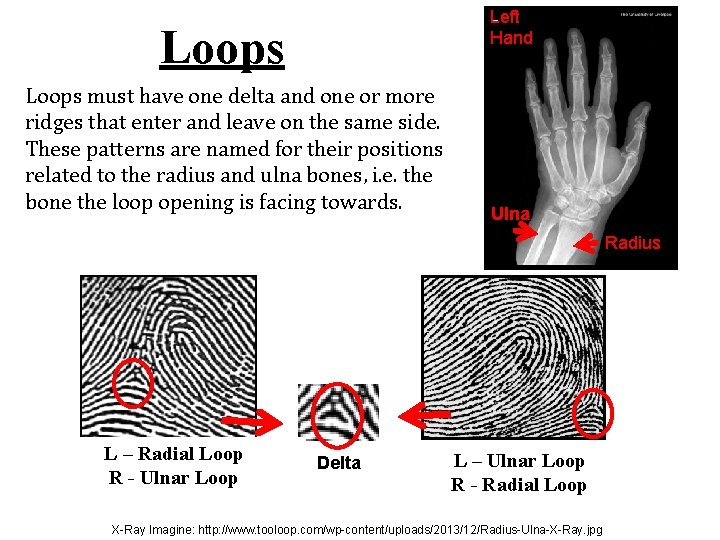 Left Hand Loops must have one delta and one or more ridges that enter