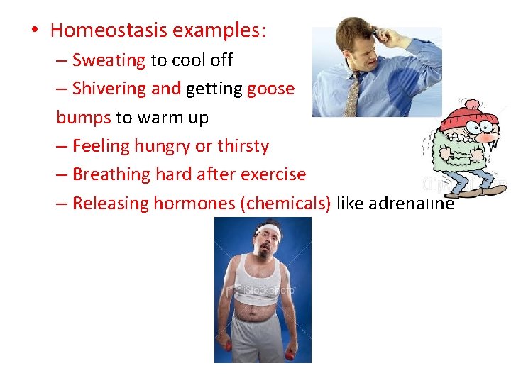  • Homeostasis examples: – Sweating to cool off – Shivering and getting goose