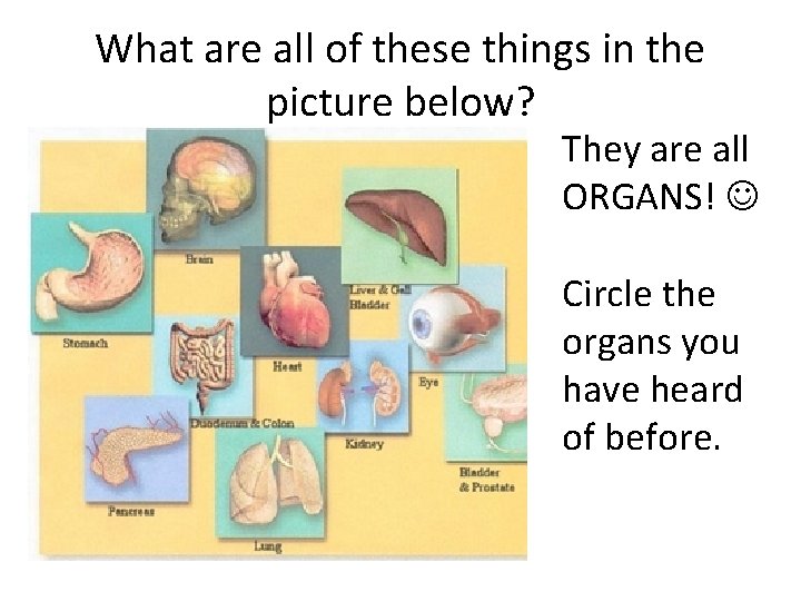 What are all of these things in the picture below? They are all ORGANS!