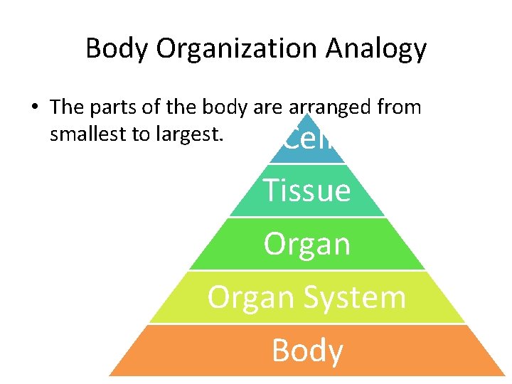 Body Organization Analogy • The parts of the body are arranged from smallest to