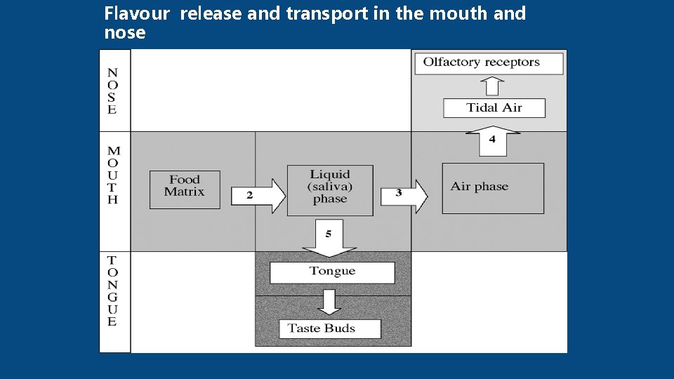 Flavour release and transport in the mouth and nose 