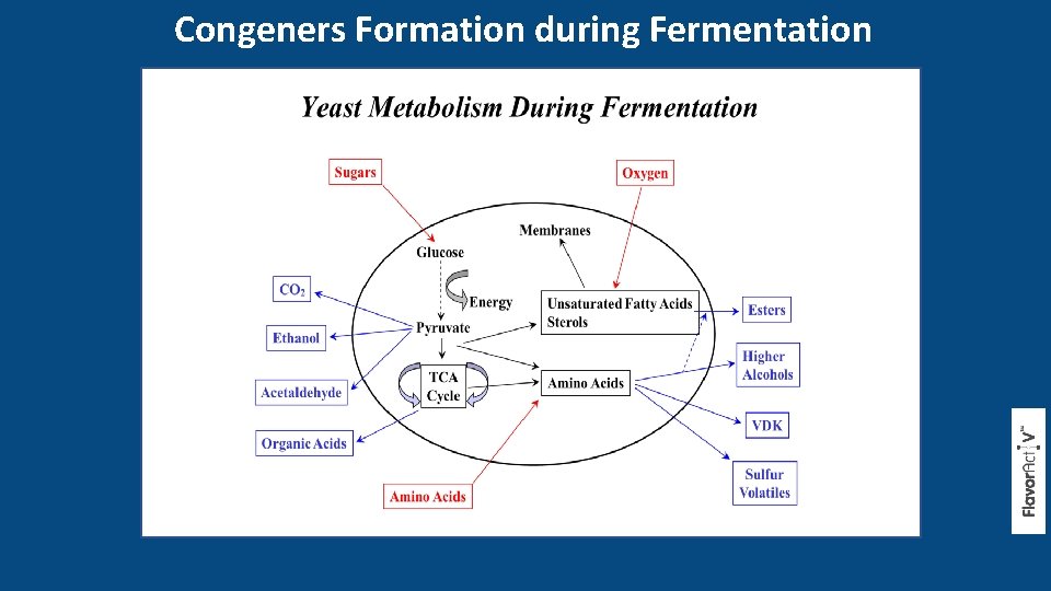 Congeners Formation during Fermentation 