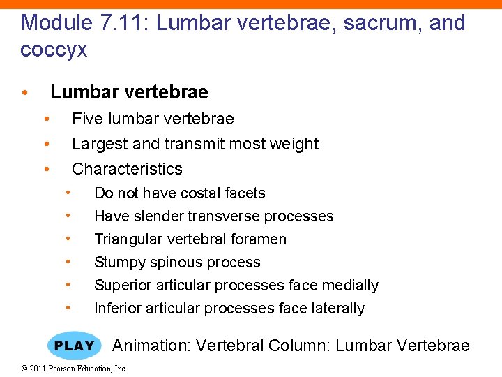 Module 7. 11: Lumbar vertebrae, sacrum, and coccyx • Lumbar vertebrae • • •