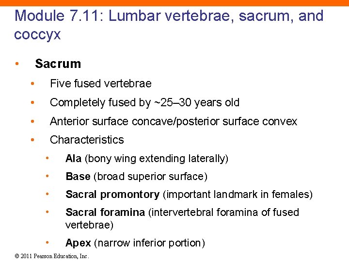 Module 7. 11: Lumbar vertebrae, sacrum, and coccyx • Sacrum • Five fused vertebrae