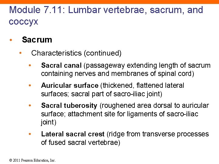 Module 7. 11: Lumbar vertebrae, sacrum, and coccyx • Sacrum • Characteristics (continued) •