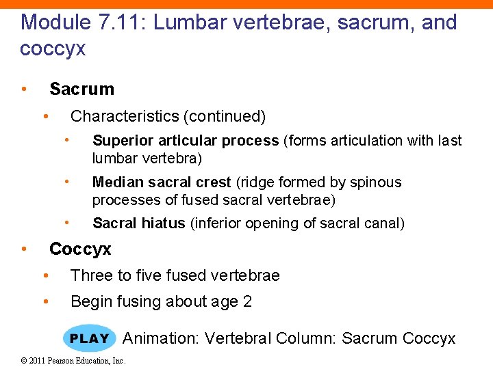 Module 7. 11: Lumbar vertebrae, sacrum, and coccyx • Sacrum • • Characteristics (continued)