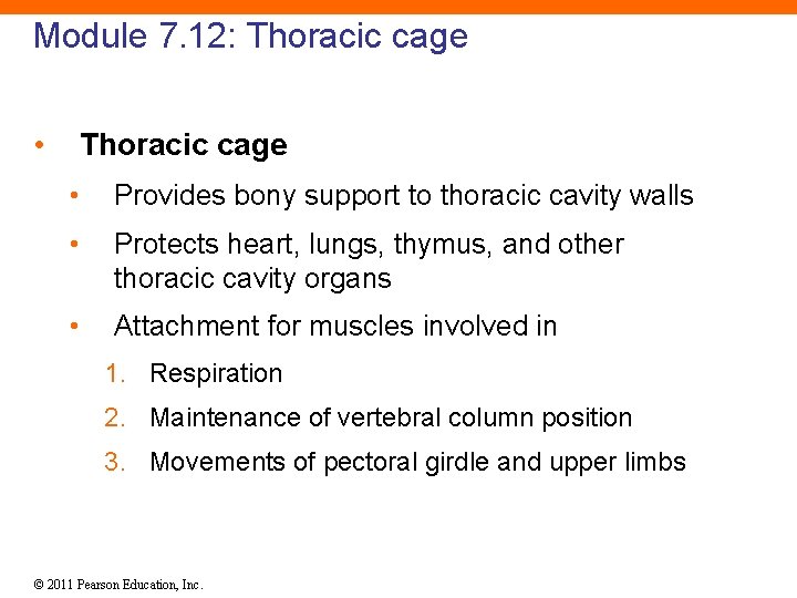 Module 7. 12: Thoracic cage • Provides bony support to thoracic cavity walls •