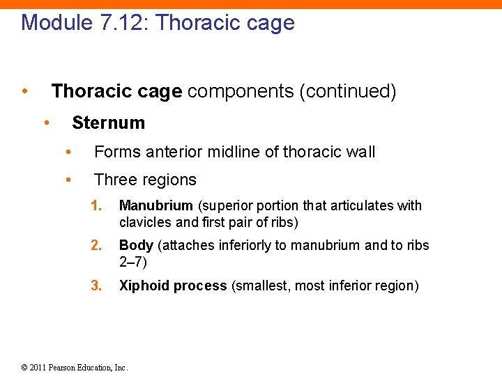 Module 7. 12: Thoracic cage • Thoracic cage components (continued) • Sternum • Forms