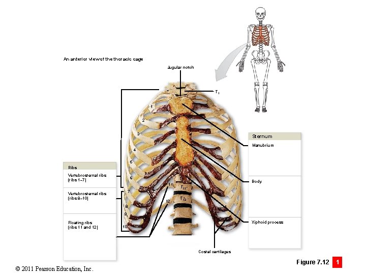An anterior view of the thoracic cage Jugular notch T 1 1 2 3