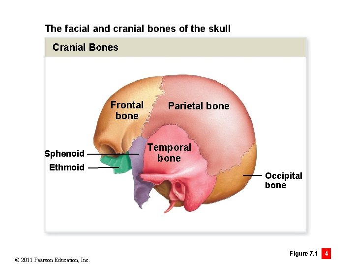 The facial and cranial bones of the skull Cranial Bones Frontal bone Sphenoid Ethmoid