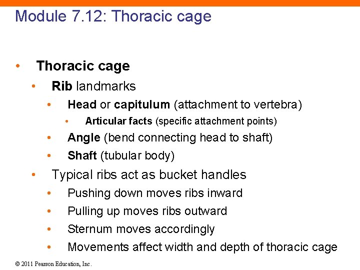 Module 7. 12: Thoracic cage • Rib landmarks • Head or capitulum (attachment to