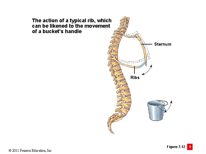 The action of a typical rib, which can be likened to the movement of