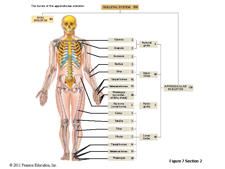 The bones of the appendicular skeleton SKELETAL SYSTEM 206 AXIAL 80 SKELETON Clavicle ©