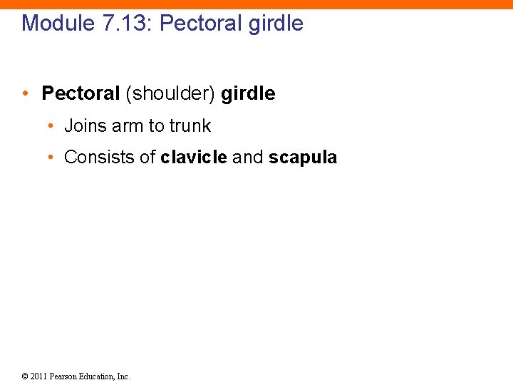 Module 7. 13: Pectoral girdle • Pectoral (shoulder) girdle • Joins arm to trunk