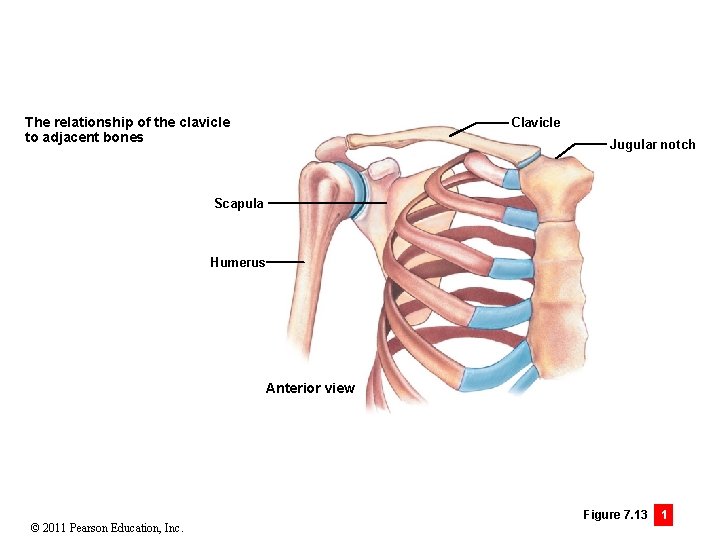 The relationship of the clavicle to adjacent bones Clavicle Jugular notch Scapula Humerus Anterior