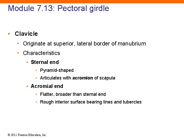 Module 7. 13: Pectoral girdle • Clavicle • Originate at superior, lateral border of