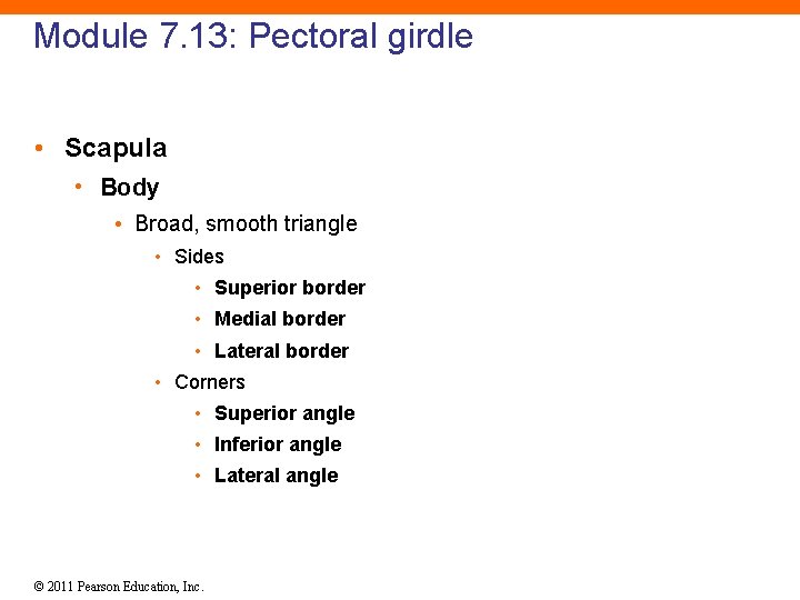 Module 7. 13: Pectoral girdle • Scapula • Body • Broad, smooth triangle •