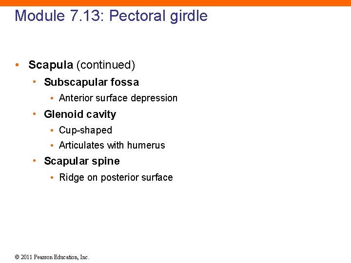 Module 7. 13: Pectoral girdle • Scapula (continued) • Subscapular fossa • Anterior surface