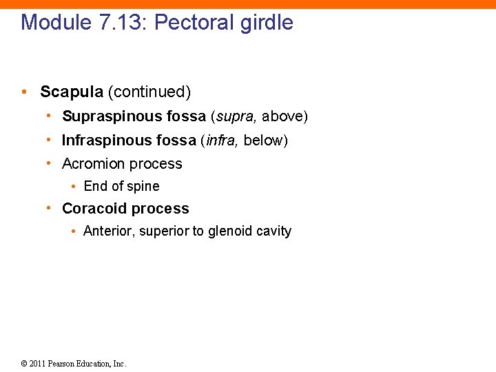 Module 7. 13: Pectoral girdle • Scapula (continued) • Supraspinous fossa (supra, above) •