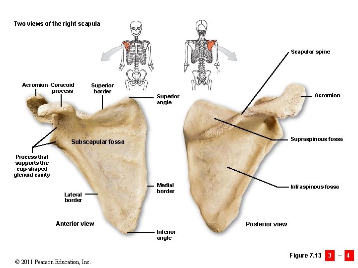 Two views of the right scapula Scapular spine Acromion Coracoid process Superior border Acromion