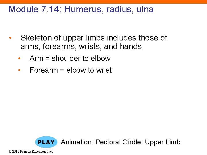 Module 7. 14: Humerus, radius, ulna • Skeleton of upper limbs includes those of
