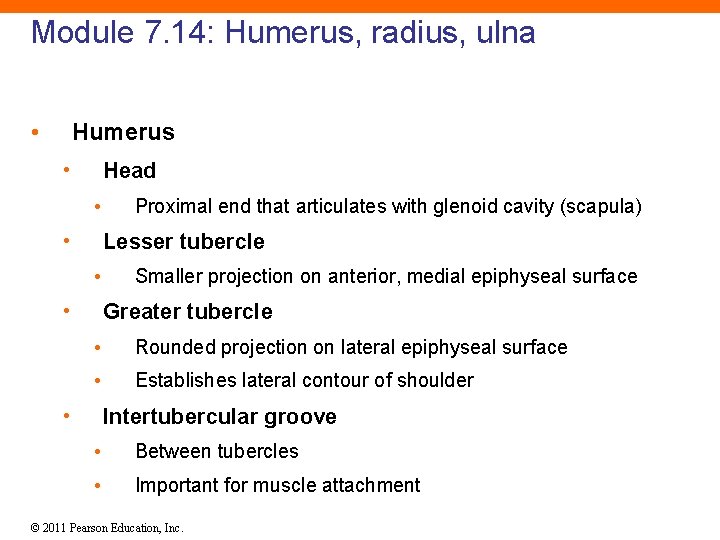 Module 7. 14: Humerus, radius, ulna • Humerus • Head • • Proximal end