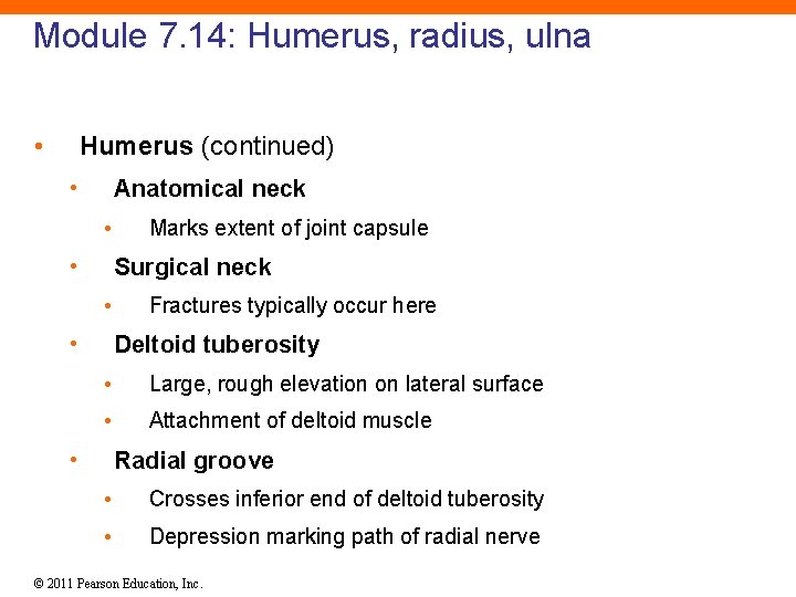 Module 7. 14: Humerus, radius, ulna • Humerus (continued) • Anatomical neck • •
