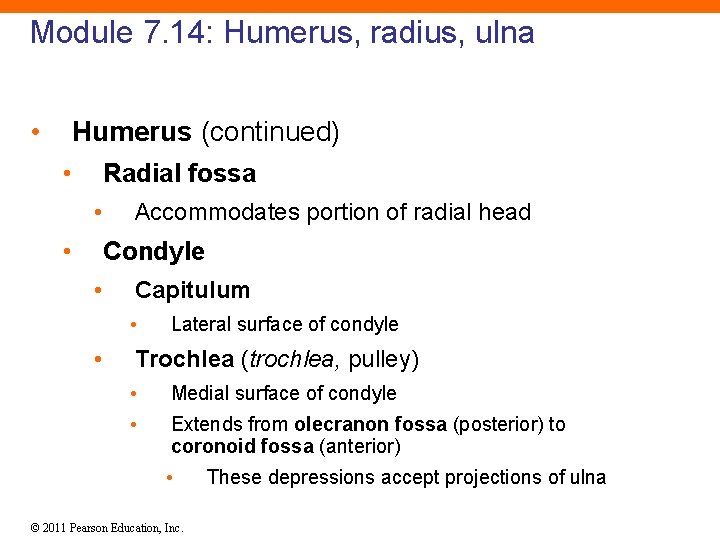 Module 7. 14: Humerus, radius, ulna • Humerus (continued) • Radial fossa • •