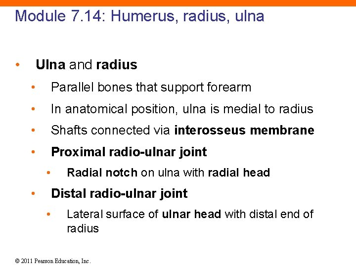 Module 7. 14: Humerus, radius, ulna • Ulna and radius • Parallel bones that