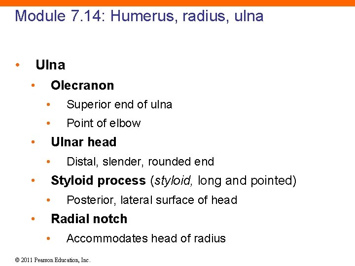 Module 7. 14: Humerus, radius, ulna • Ulna • Olecranon • Superior end of