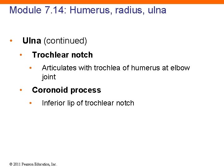 Module 7. 14: Humerus, radius, ulna • Ulna (continued) • Trochlear notch • •