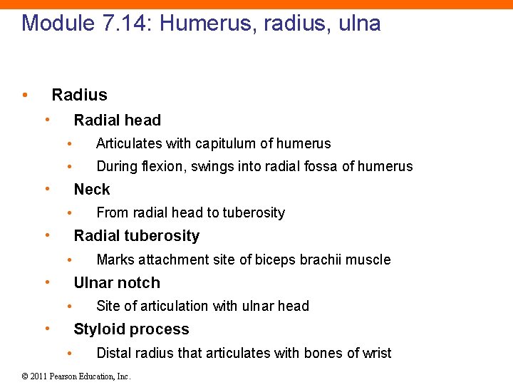 Module 7. 14: Humerus, radius, ulna • Radius • Radial head • Articulates with