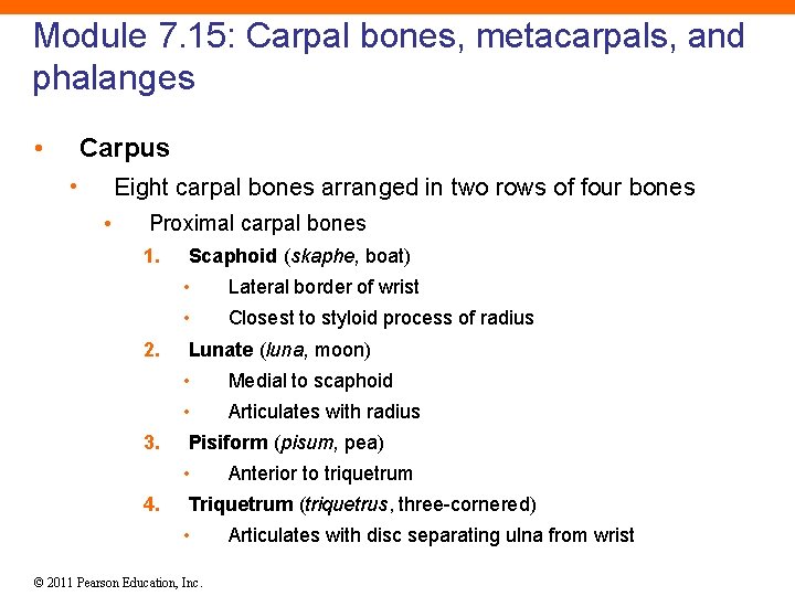 Module 7. 15: Carpal bones, metacarpals, and phalanges • Carpus • Eight carpal bones