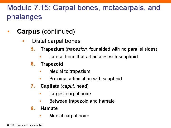 Module 7. 15: Carpal bones, metacarpals, and phalanges • Carpus (continued) • Distal carpal