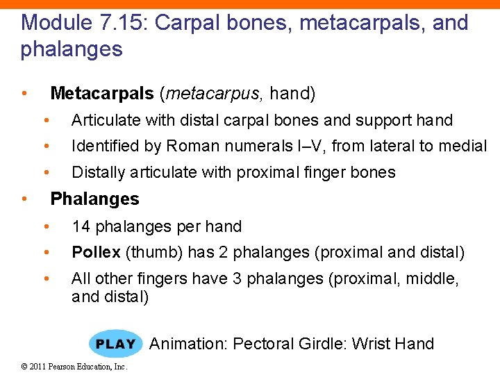 Module 7. 15: Carpal bones, metacarpals, and phalanges • Metacarpals (metacarpus, hand) • Articulate