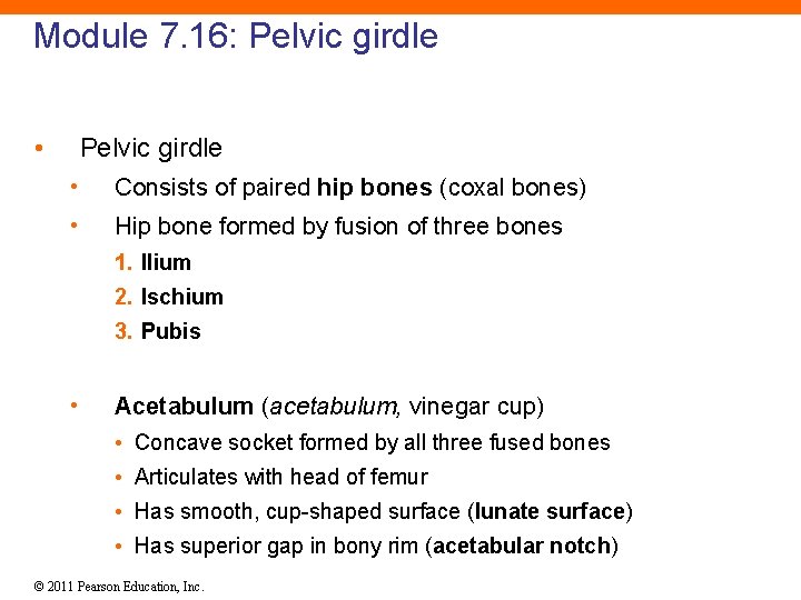 Module 7. 16: Pelvic girdle • Consists of paired hip bones (coxal bones) •