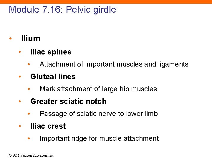 Module 7. 16: Pelvic girdle • Ilium • Iliac spines • • Attachment of