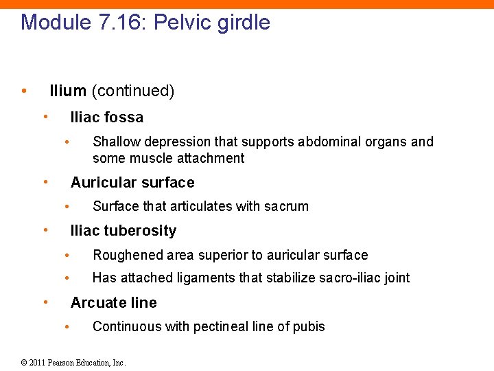 Module 7. 16: Pelvic girdle • Ilium (continued) • Iliac fossa • • Shallow