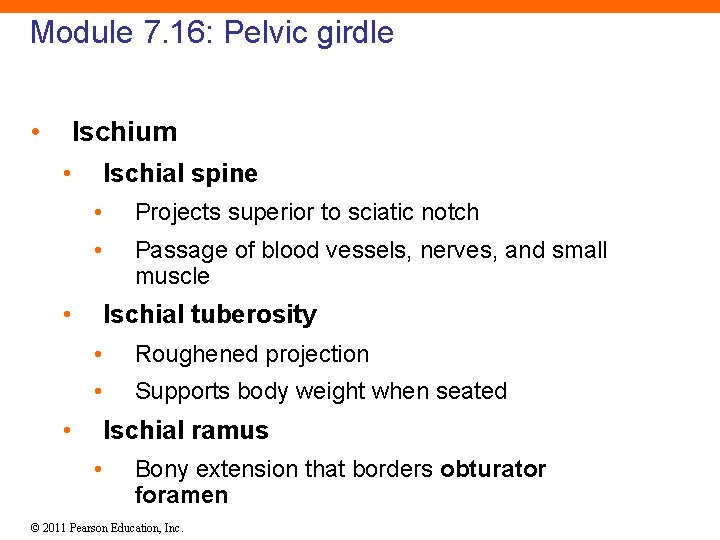 Module 7. 16: Pelvic girdle • Ischium • Ischial spine • Projects superior to