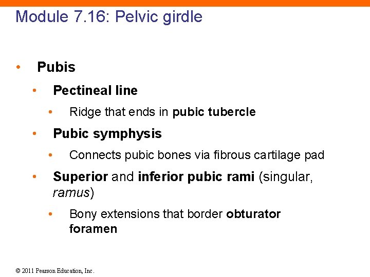 Module 7. 16: Pelvic girdle • Pubis • Pectineal line • • Ridge that